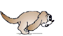 cane corre.gif